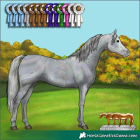 Horse Color:ERROR: UNKNOWN ANOMALY