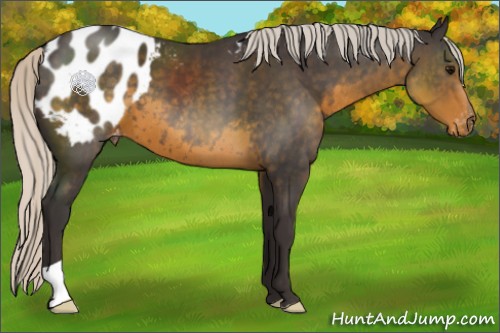 Horse Color:Silver Smoky Black Appaloosa 