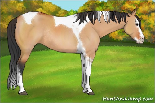 Horse Color:Bay Dun Sabino Splash Tobiano Rabicano 