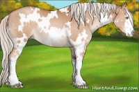 Horse Color:White Spotted Silver Brown Pearl Sabino 