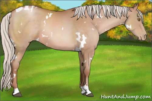 Horse Color:White Spotted Silver Brown Pearl Sabino 