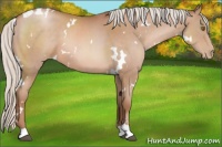 Horse Color:White Spotted Silver Brown Pearl Sabino 