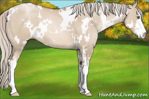 Horse Color:White Spotted Silver Grullo Pearl Sabino