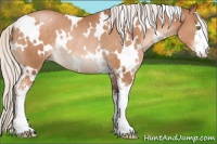 Horse Color:White Spotted Silver Bay Pearl Sabino Rabicano 