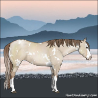 Horse Color:White Spotted Grullo Pearl Sabino Splash 