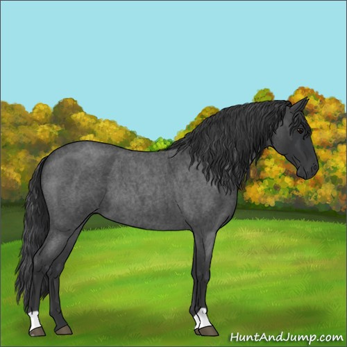 Horse Color:Blue Roan 