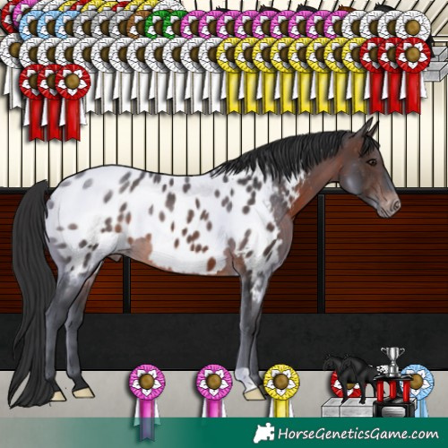 Horse Color:Brown Near Leopard