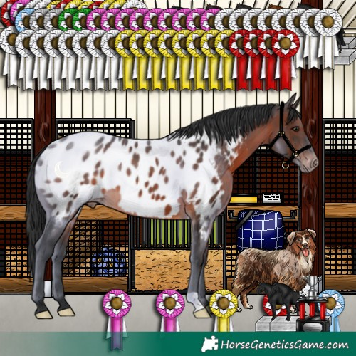 Horse Color:Brown Appaloosa 