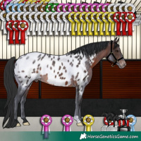 Horse Color:Brown Near Leopard 