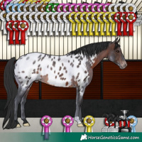 Horse Color:Brown Appaloosa