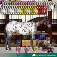 Horse Color:Brown Appaloosa