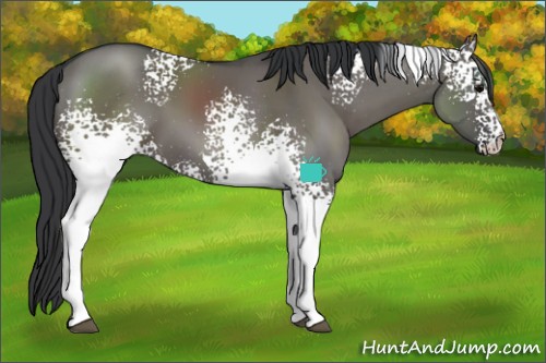 Horse Color:White Spotted Grullo 