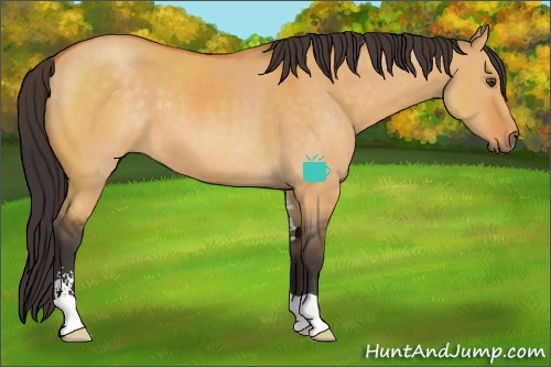 Horse Color:Buckskin Dun Sabino 