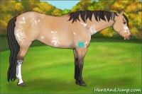 Horse Color:White Spotted Bay Dun Rabicano