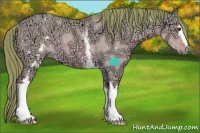 Horse Color:Watercolor White Spotted Red Dun Ice Rabicano 