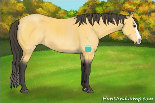 Horse Color:Buckskin Sabino Splash Rabicano 