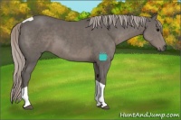Horse Color:Silver Black Tobiano