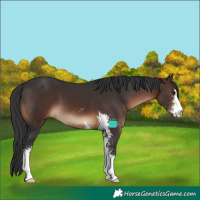 Horse Color:Brown Sabino