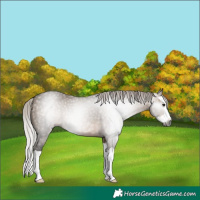Horse Color:Gray Silver Brown Dun Splash 