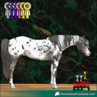 Horse Color:White Spotted Liver Chestnut Appaloosa 