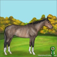 Horse Color:Brown Dun Rabicano