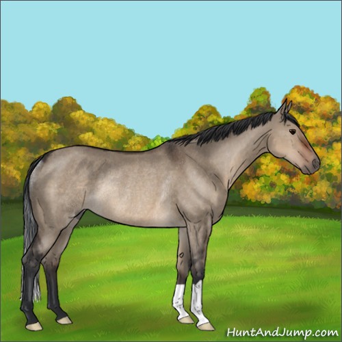 Horse Color:Brown Dun Rabicano 