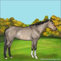 Horse Color:Brown Dun Rabicano 