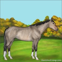 Horse Color:Brown Dun Rabicano