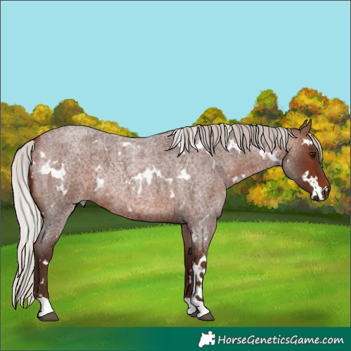 Horse Color:White Spotted Silver Brown Roan Rabicano