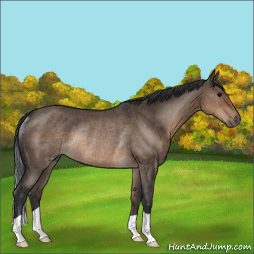 Horse Color:Brown Dun Rabicano 
