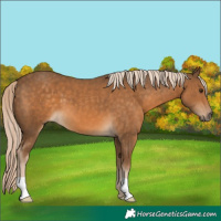 Horse Color:Chocolate Palomino 