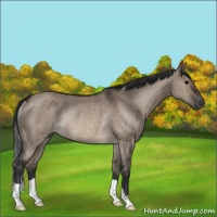 Horse Color:Brown Dun Rabicano 