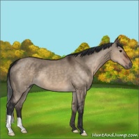 Horse Color:Brown Dun 