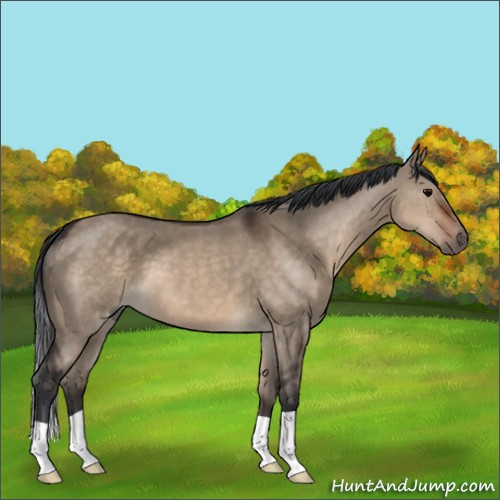 Horse Color:Brown Dun 