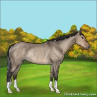 Horse Color:Brown Dun Rabicano