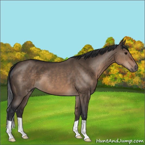 Horse Color:Brown Dun 