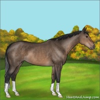 Horse Color:Brown Dun 