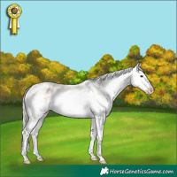 Horse Color:White Spotted Silver Bay Dun Sabino 