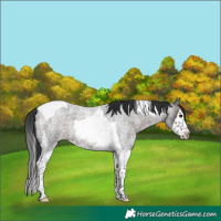 Horse Color:Brown Roan Splash Tobiano 