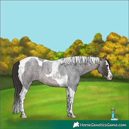 Horse Color:Buckskin Roan Splash Tobiano 