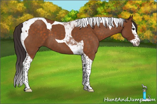 Horse Color:Buckskin Roan Splash Tobiano 