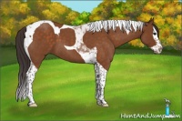 Horse Color:Buckskin Roan Splash Tobiano 
