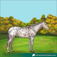 Horse Color:White Spotted Chocolate Brown Dun Appaloosa 