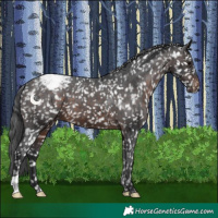 Horse Color:Brown Appaloosa