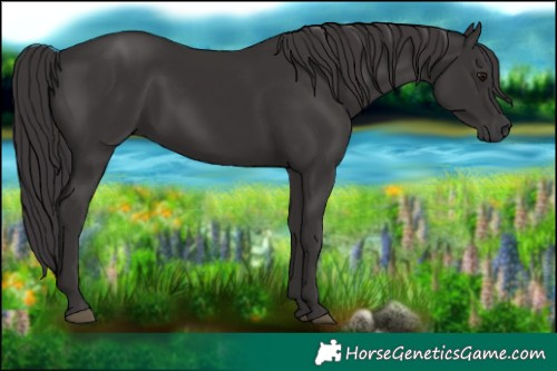 Horse Color:Smoky Black 