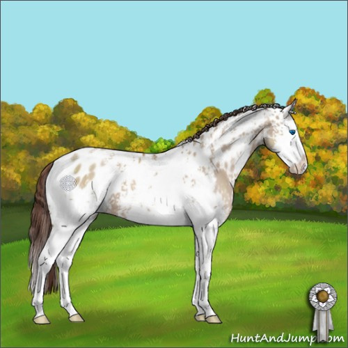 Horse Color:White Spotted Classic Champagne Dun Splash Appaloosa 