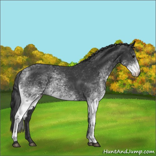 Horse Color:White Spotted Black Sabino Rabicano