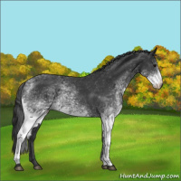 Horse Color:White Spotted Black Sabino Rabicano