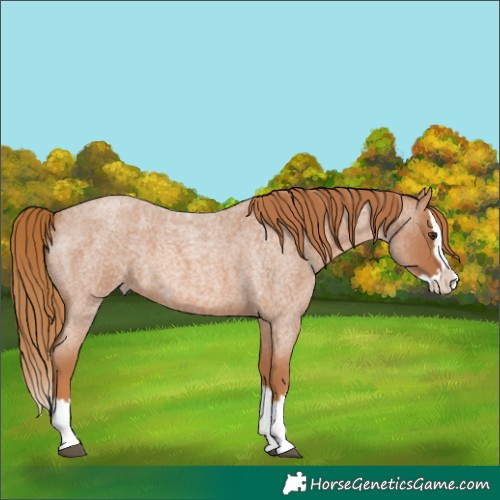 Horse Color:Red Roan Splash 