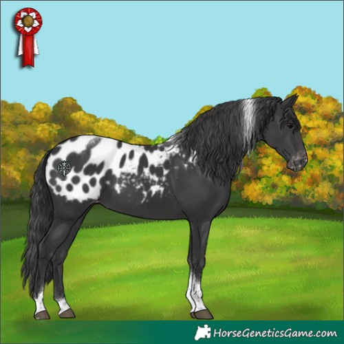 Horse Color:Black Tobiano Appaloosa 